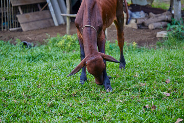 Cow grazing on pasture