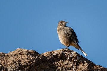Black-billed shrike-tyrant bird, perched on a rock against a clear blue sky