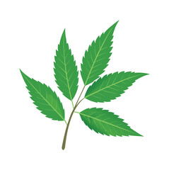 Neem green leaf isolated on white