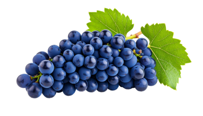 Ripe blue grape cluster with green leaves hanging, showcasing agricultural freshness against clean transparent backdrop