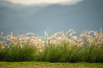 A field of tall grass with a mountain in the background. The sky is blue and the sun is shining