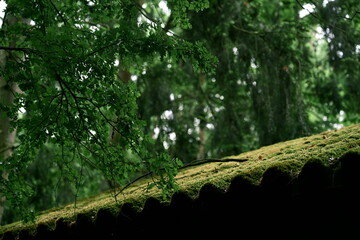 Fresh, moist greenery of deciduous and coniferous trees. The roof of the barn is covered with moss. An incredible combination of all shades of green. Textures and color. Photo 3.