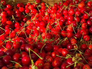 Bright red cherries abundant on display in woven basket at market