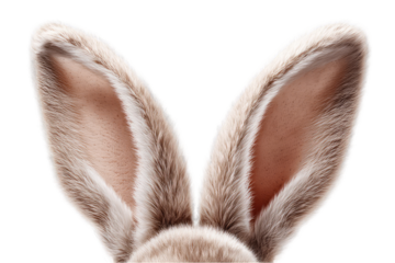 Close-up of a pair of beige rabbit ears.  Fluffy, detailed texture visible