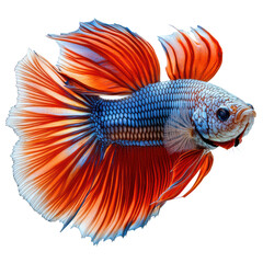Fototapeta premium Colorful betta fish
