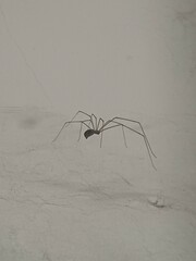 Spider on the web.