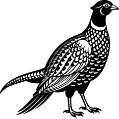 Elegant European Pheasant Illustration in Vector Line Art Style