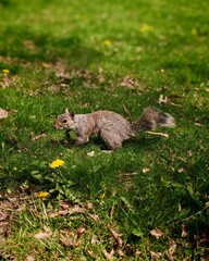 Gray squirrel on a grassy field with dandelions – perfect for nature blogs, wildlife observation content, springtime posters, and environmental awareness campaigns