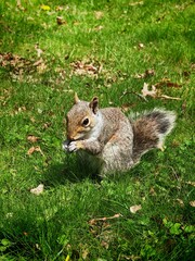 Squirrel eating in the grass on a sunny day – perfect for nature blogs, wildlife observation content, autumn park scenes, or educational animal resources