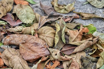 dry leaves on the ground