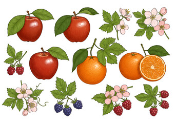 Obraz premium Fresh Fruit & Blossom Illustration Set