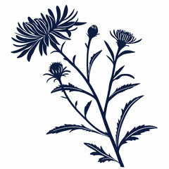 black and white aster