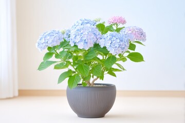 部屋に飾ってあるアジサイの鉢植え