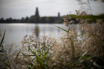 Golden Leaves, Still Waters, Soft Light