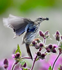 Meadow Pipit carrying bugs