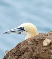 Headshot of Northern Gannet