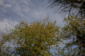 Golden Leaves, Still Waters, Soft Light