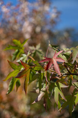 "When Nature Glows in Autumn's Embrace