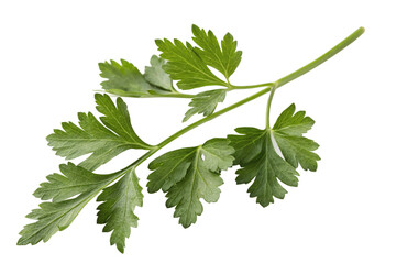 Single Sprig of Flat Leaf Parsley Isolated on Transparent Background