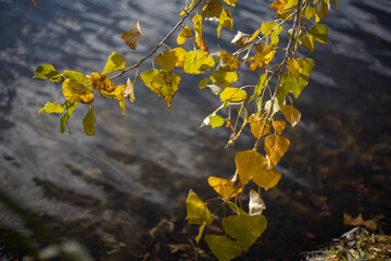 Where Autumn Trees Reflect in Golden Light