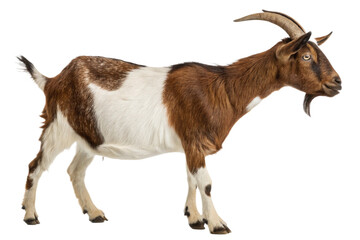 Boer Goat Isolated on Transparent Background