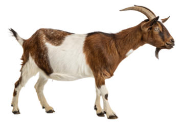 Boer Goat Isolated on Transparent Background