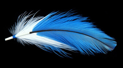 Obraz premium Detailed Blue and White Feather Macro on Black Background