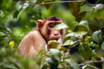 Southern Pig-tailed Macaque (Macaca nemestrina, aka Sundaland Pig-tailed Macaque, Sunda Pig-tailed Macaque) in Foliage, Looking into the Camera. Kinabatangan River, Sukau, Sabah Borneo, Malaysia