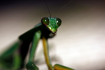 Close-up of a Praying Mantis (Rhombodera valida). Danum Valley, Sabah. Borneo, Malaysia