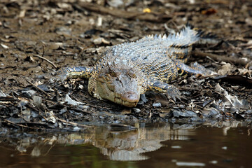 Saltwater Crocodile (Crocodylus porosus) Lying on the River Bank. Kinabatangan River, Abai, Sabah...