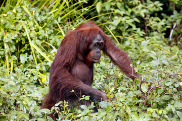 Bornean Orangutan (Pongo pygmaeus) on the Ground, in Vegetation. Kinabatangan River, Abai, Sabah Borneo, Malaysia