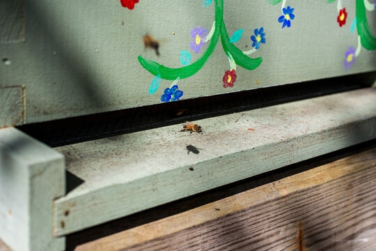 Bee hive with bee flying out 