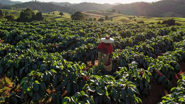Farmer wearing a wide-brimmed hat carefully picks ripe coffee beans from lush plants in a vast plantation, bathed in the golden light of sunrise, with rolling hills in the background