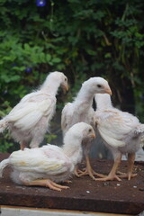 A charming cluster of white chicks, some with hints of peach, stands on a dark, textured surface, with lush green foliage and blue flowers softly blurred in the background.