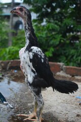 A slender, young chicken with distinctive black and white patterned plumage and a long, bare neck stands on wet ground, with a blurred outdoor backdrop.