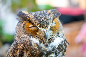 A dozing owl with eyes closing slowly blinks as it falls asleep