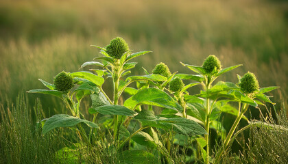 small green spiky flowers on amaranthus retroflexus in a field wildflower pigweed flowers