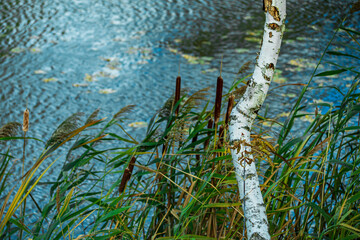 Close-up of the trunk of a young white birch tree in early autumn against the backdrop of a river.