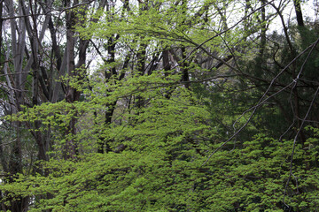Trees with fresh green leaves in a natural forest. Tree branches with foliage in spring background.