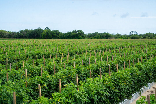 Farm with rows of tomato plants 