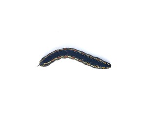 Striped Hawk-moth caterpillar (Theretra oldenlandiae) isolated on white background 