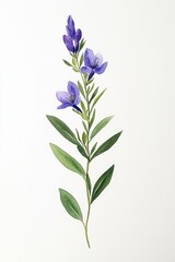 Obraz premium Olive leaf flower leaves illustration.