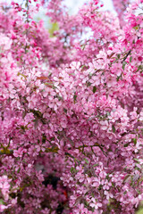 Vibrant Pink Flower Blossoms in Spring Bloom
