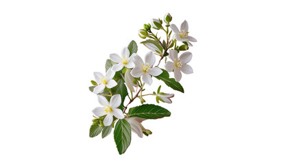 Elegant White Jasmine Flower Sprig on Rich transparent Background