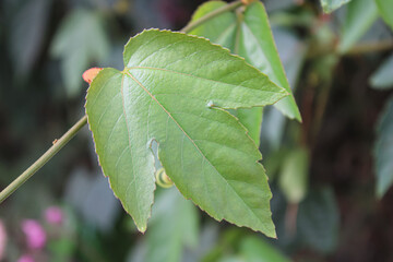 Close-Up of Green Leaf with Natural Texture and Veins