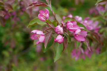 A beautiful pink-blooming apple tree stands gracefully in the park, its vibrant flowers attracting visitors and adding charm to the landscape.