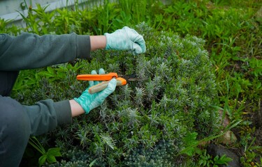 A hand wearing gloves holds pruning tools while shaping a lavender shrub. It's the season for garden upkeep.g bushes.