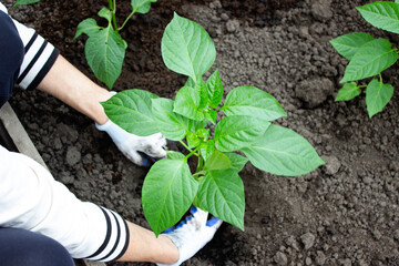 Woman in gloves transplanting pepper seedlings into a greenhouse or open ground. Organic farming. Gardening concept. Growing vegetables. Agriculture