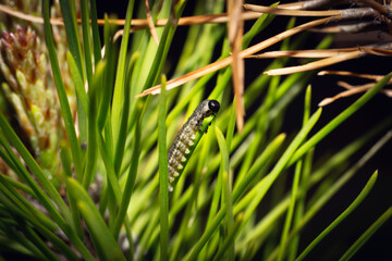 Red-headed pine sawfly caterpillar is eating pine needle, macro shot.
