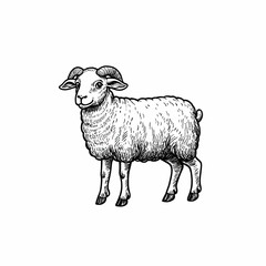 Fototapeta premium Woolly sheep cartoon drawing in black and white